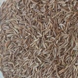 Caraway