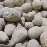 (زيتونه اسرائيلي) حجر القدس