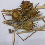 عشبه شوك الجمل