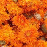 Calendula