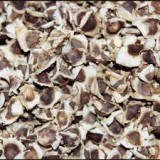 بذر مورينجا