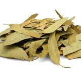 Camphor Leaves