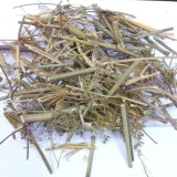 حشيشة الملائكة