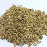 بذور شوك الجمل